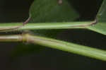 Broadleaf signalgrass